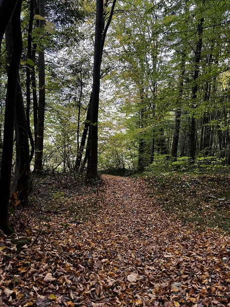 Chemin jonché de feuilles mortes (Forêt Régionale de la Roche-Guyon, Île-de-France) Chemin jonché de feuilles mortes (Forêt Régionale de la Roche-Guyon, Île-de-France)