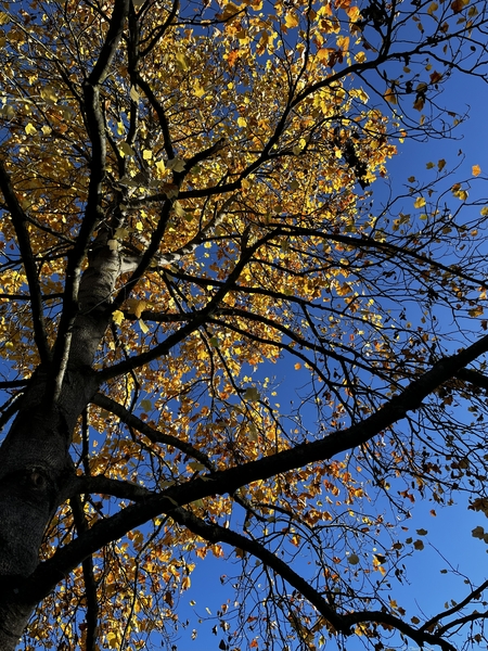 Feuilles mortes d'un Tulipier de Virginie illuminées par le soleil rasant d'automne Feuilles mortes d'un Tulipier de Virginie illuminées par le soleil rasant d'automne