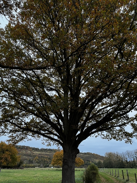 Feuilles mortes sur un chène, dans la campagne normande Feuilles mortes sur un chène, dans la campagne normande