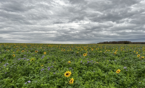 Champ de tournesol du côté de Chérence (Île-de-France) Champ de tournesol du côté de Chérence (Île-de-France)
