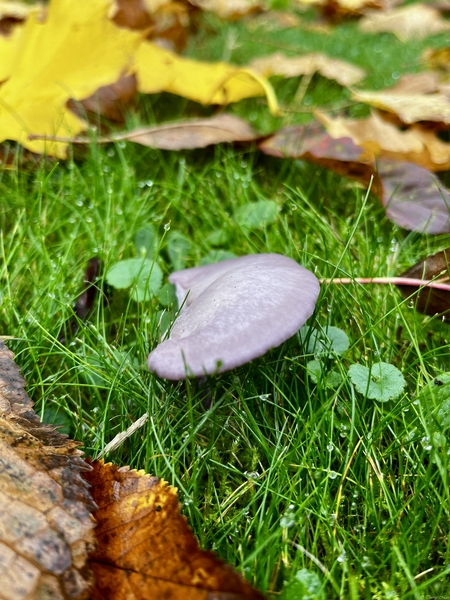 Champignon « Pied Bleu » Champignon « Pied Bleu »